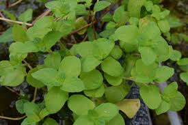 Attēlu rezultāti vaicājumam “Mentha aquatica leaf”