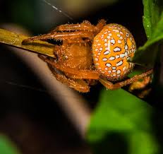 Attēlu rezultāti vaicājumam “Aranei exuvia”