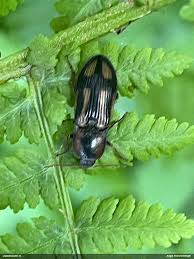 Attēlu rezultāti vaicājumam “Selatosomus cruciatus”