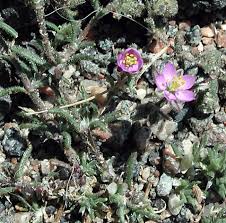 Attēlu rezultāti vaicājumam “Spergularia rubra”