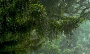 Attēlu rezultāti vaicājumam “Bryum funkii cells”