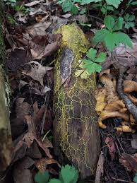 Attēlu rezultāti vaicājumam “Physarum obscurum young”