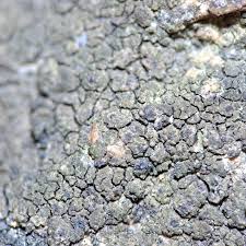 Attēlu rezultāti vaicājumam “Verrucaria hydrela”