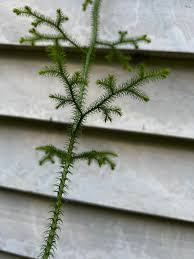 Attēlu rezultāti vaicājumam “Lycopodium dubium”