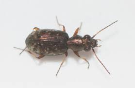 Attēlu rezultāti vaicājumam “Asaphidion pallipes”