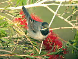 Image result for Sylvia rueppelli