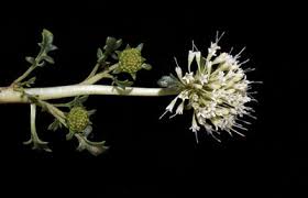 Attēlu rezultāti vaicājumam “Juncus nastanthus”