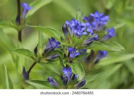 Attēlu rezultāti vaicājumam “Gentiana cruciata”