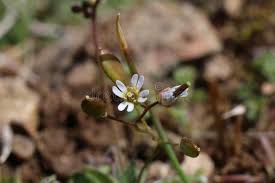 Attēlu rezultāti vaicājumam “Erophila verna fruit”