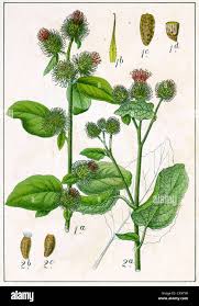 Attēlu rezultāti vaicājumam “Arctium tomentosum”