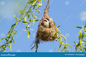 Attēlu rezultāti vaicājumam “Remiz pendulinus nest”