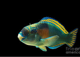 Image result for Chlorurus sordidus