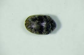 Attēlu rezultāti vaicājumam “Anthrenus sp.”