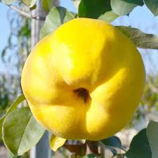 Attēlu rezultāti vaicājumam “Cydonia oblonga fruit”