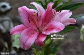 Image result for Lilie