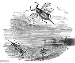 Attēlu rezultāti vaicājumam “Nepa cinerea imago”