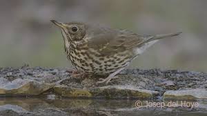 Attēlu rezultāti vaicājumam “Turdus philomelos adult”