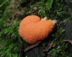 Attēlu rezultāti vaicājumam “Tubifera ferruginosa (subsp. ferruginosa)”