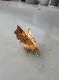 Attēlu rezultāti vaicājumam “Ennomos autumnaria male”