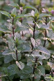 Attēlu rezultāti vaicājumam “Mentha x verticillata leaf”
