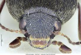 Attēlu rezultāti vaicājumam “Xylita laevigata”