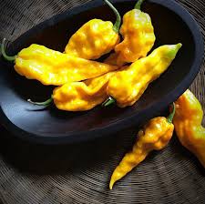 Afbeeldingsresultaat voor yellow fratali hot pepper