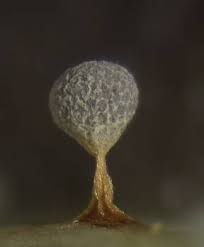 Attēlu rezultāti vaicājumam “Craterium aureum”