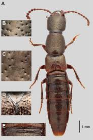 Attēlu rezultāti vaicājumam “Oenothera rubricauli”