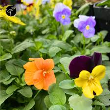 Attēlu rezultāti vaicājumam “Viola x williamsii flower”