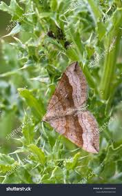 Attēlu rezultāti vaicājumam “Scotopteryx chenopodiata”
