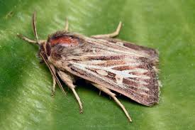 Attēlu rezultāti vaicājumam “Cerapteryx graminis”