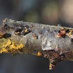 Attēlu rezultāti vaicājumam “Trichia longipalpis spores”