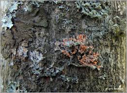 Attēlu rezultāti vaicājumam “Erythricium aurantiacum”