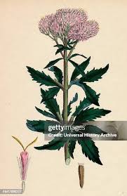 Attēlu rezultāti vaicājumam “Eupatorium cannabinum bud”