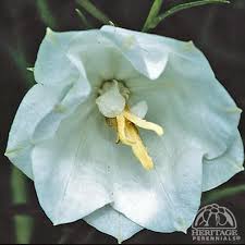 Attēlu rezultāti vaicājumam “Campanula persicifolia leaf”