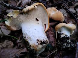 Attēlu rezultāti vaicājumam “Cratarellus cornucopioides”