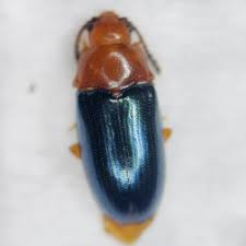 Attēlu rezultāti vaicājumam “Triplax aenea”