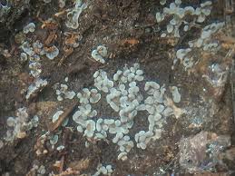 Attēlu rezultāti vaicājumam “Penicillium vulpinum”