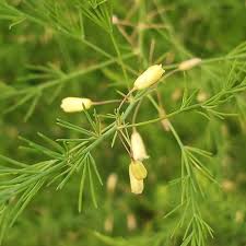 Attēlu rezultāti vaicājumam “Asparagus officinalis leaf”