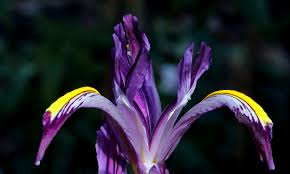 Attēlu rezultāti vaicājumam “Iris rosenbachiana flower”