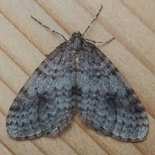 Attēlu rezultāti vaicājumam “Operophtera”