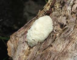 Attēlu rezultāti vaicājumam “Reticularia lycoperdon young”