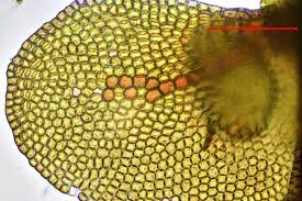 Attēlu rezultāti vaicājumam “Frullania fragilifolia macro”