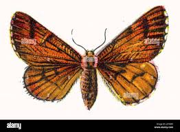 Attēlu rezultāti vaicājumam “Bupalus piniaria male”