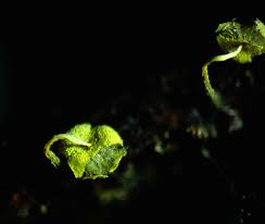 Attēlu rezultāti vaicājumam “Physarum pseudoalexandrowiczii sessile”