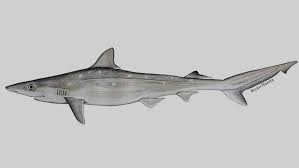 Image result for Rhizoprionodon terraenovae