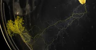 Attēlu rezultāti vaicājumam “Physarum obscurum plasmodium”