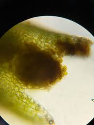 Attēlu rezultāti vaicājumam “Tritomaria exsectiformis”