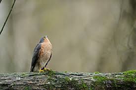 Attēlu rezultāti vaicājumam “Accipiter nisus male”