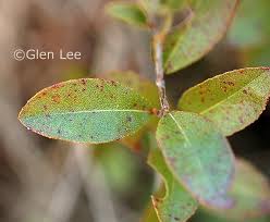 Attēlu rezultāti vaicājumam “Chamaedaphne calyculata leaf”